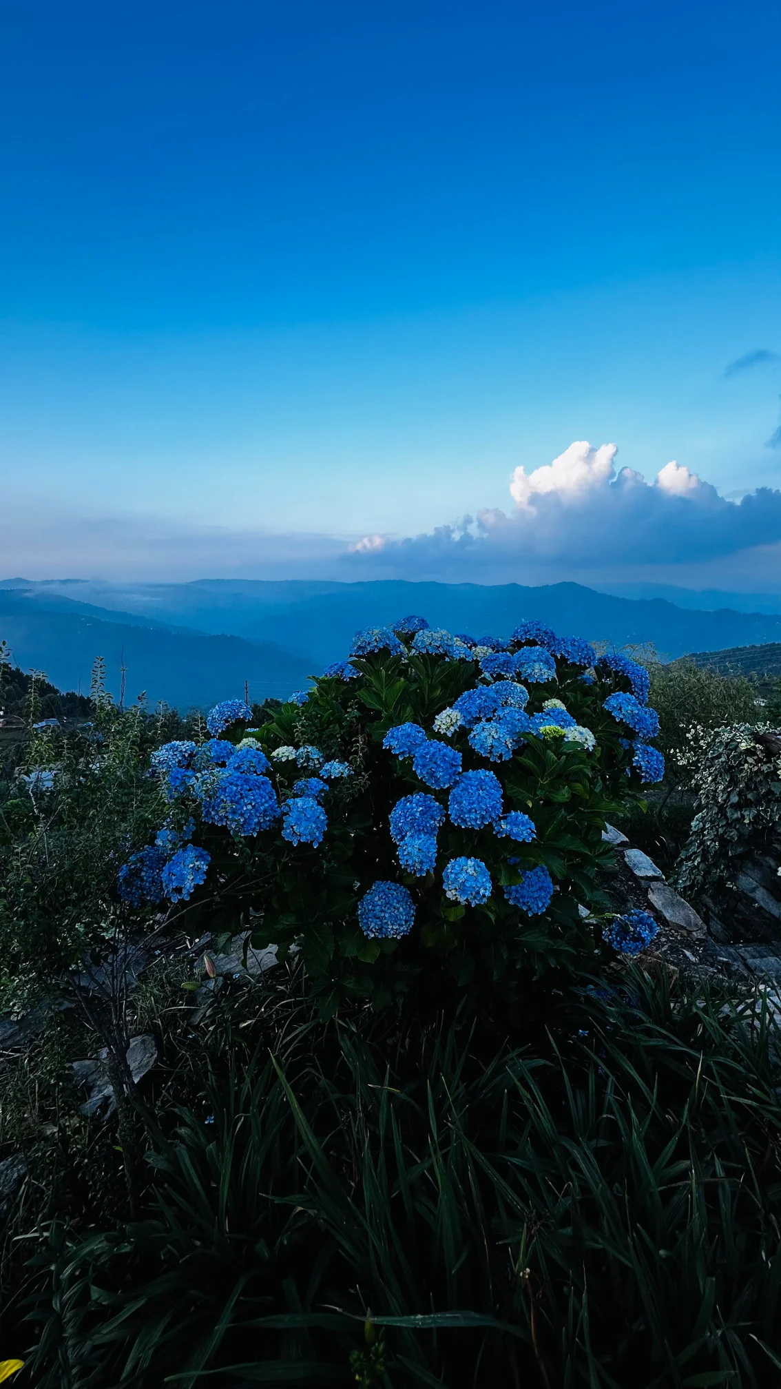 Flowers growing in Amber Himalayas